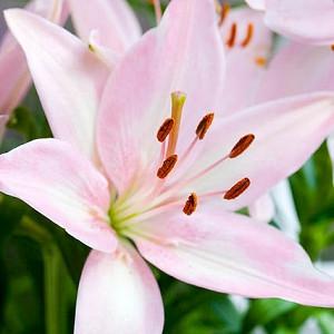 Lilium 'Tiny Todd',Lily 'Tiny Todd', Asiatic Lily 'Tiny Todd', Dwarf Asiatic Lily 'Tiny Todd', Asiatic Hybrids, Asiatic Lilies, Pink Lilies, Dwarf Lilies, Lily flower, Lily Flower